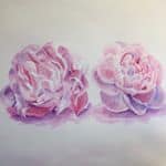 two pink peonies painting