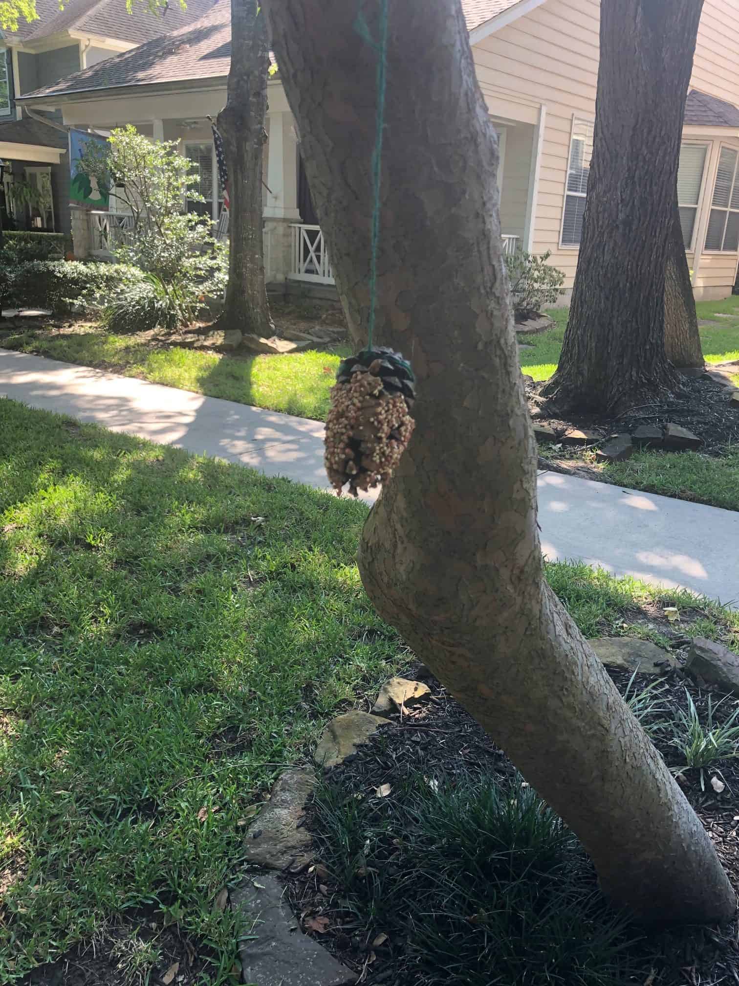 pine cone bird feeder hanging from a tree